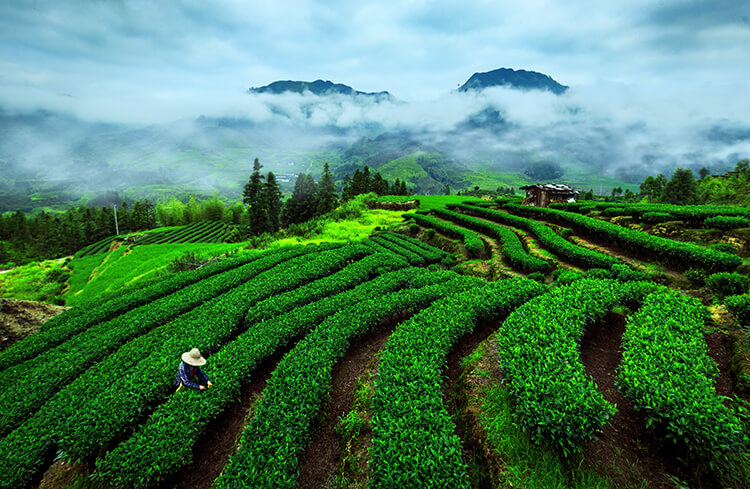 杨海燕 茶园晨雾.jpg