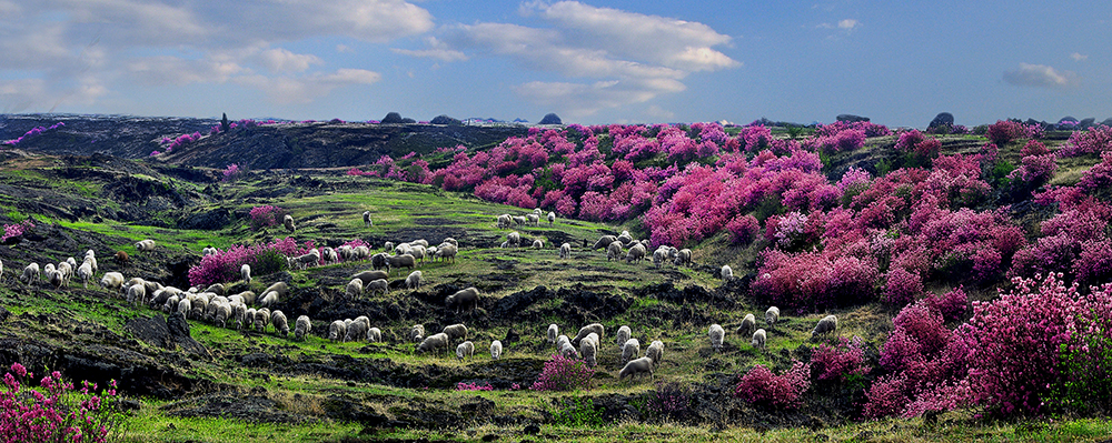 熔岩台地花海.jpg